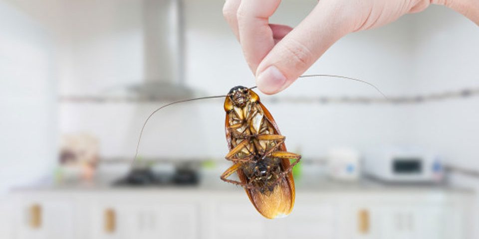 cockroach_control