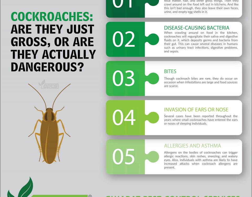 Basic Factors To Cockroach Control Gujarat Pest Control Services 