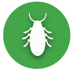 Bedbugs Control-01