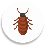 Bedbugs Control