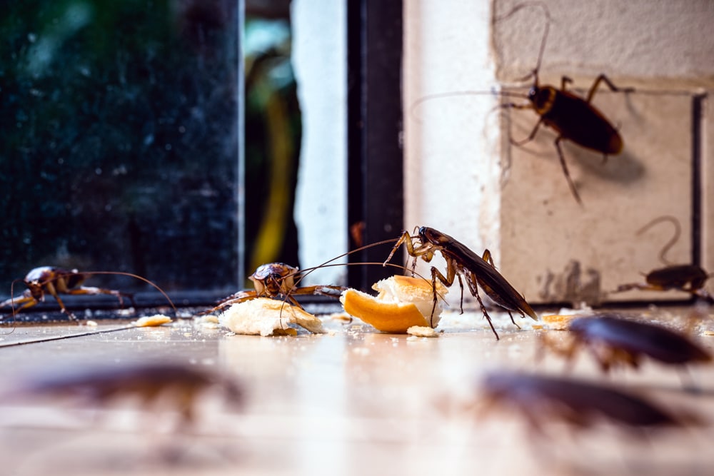Cockroach Treatment in Ahmedabad