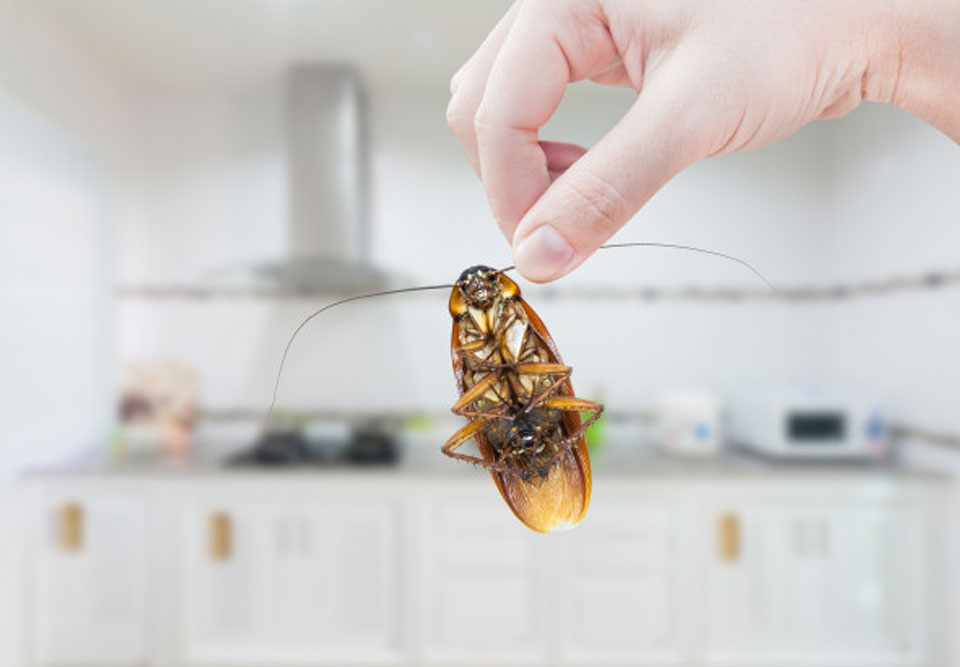 Best Cockroach Control