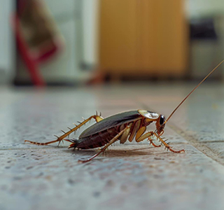 Pest Control Service Ahmedabad