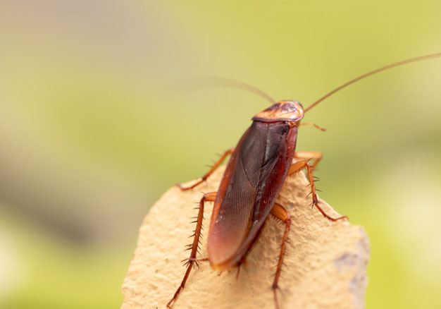 Protect Your House From Cockroaches