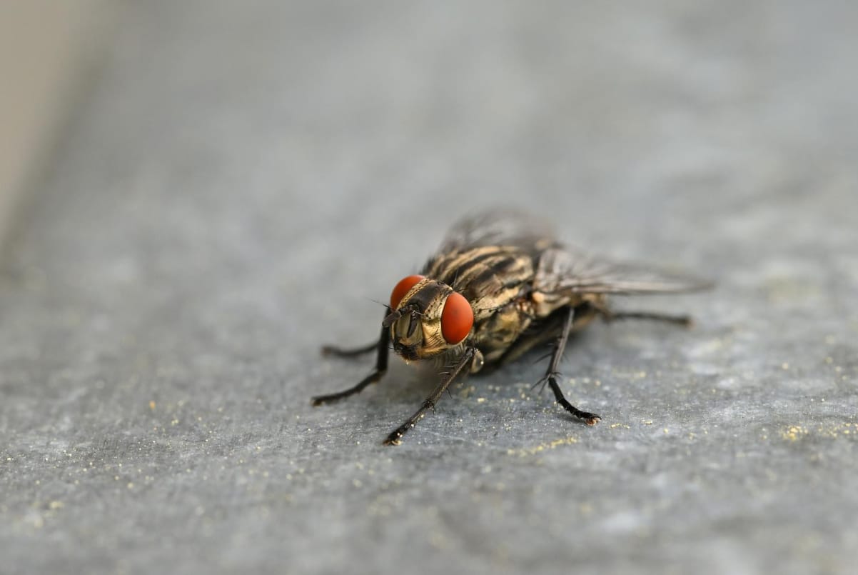 Insects Control Service