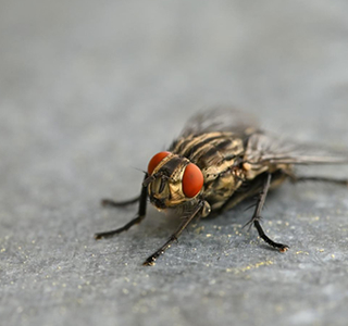 Pest Control Gandhinagar