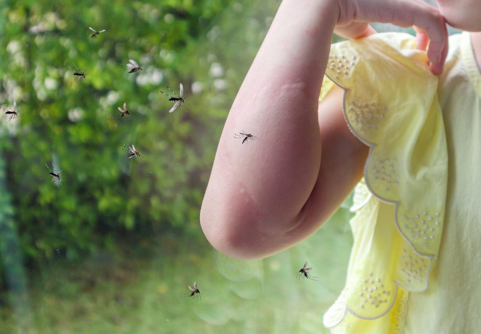 Effective Mosquito Control