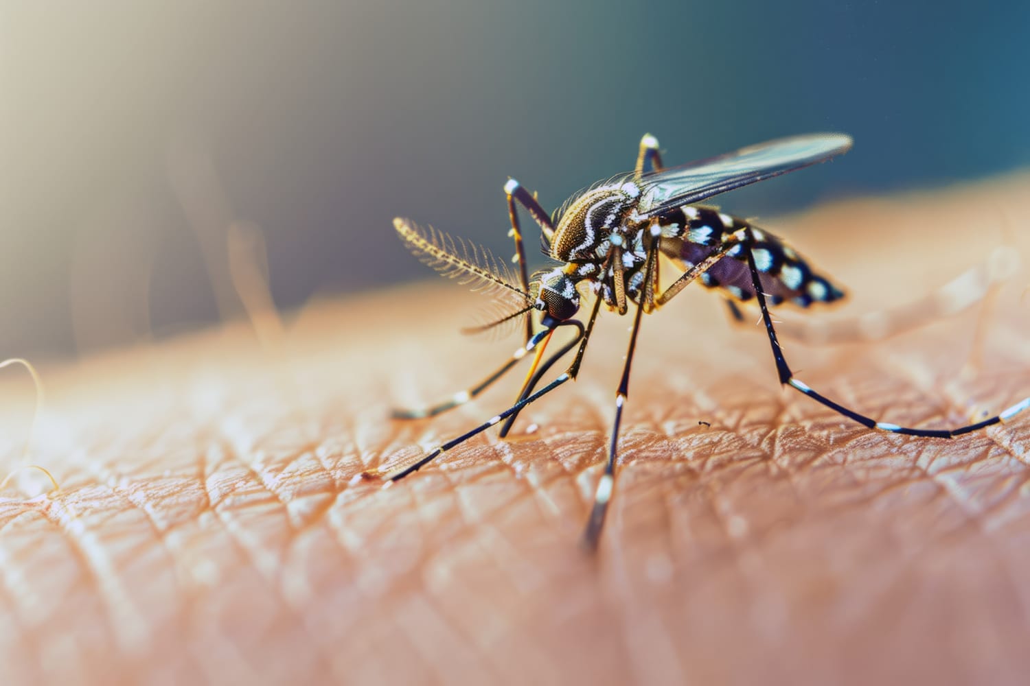 Mosquito Control Ahmedabad