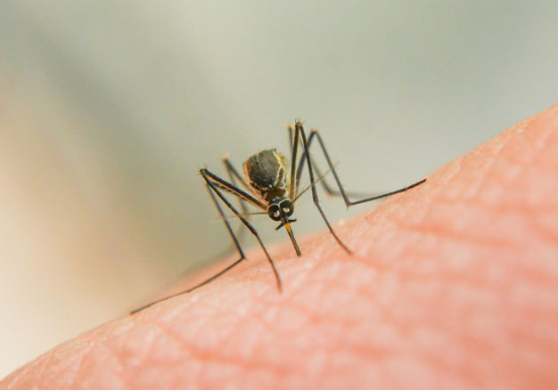 Mosquito Protection and Control