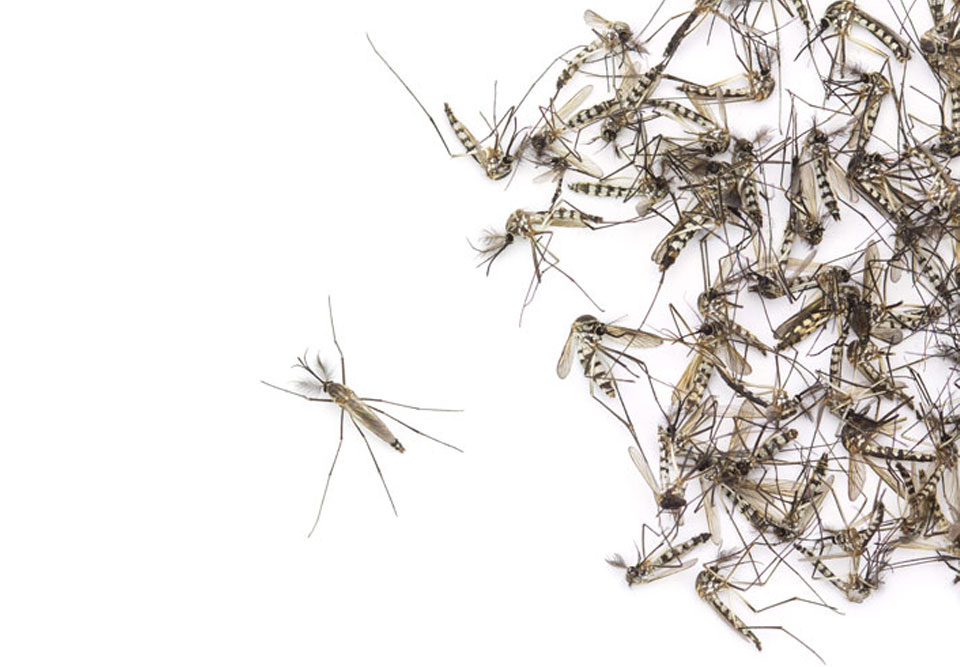 Effective Mosquito Control