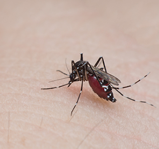 Pest Control in Gandhinagar
