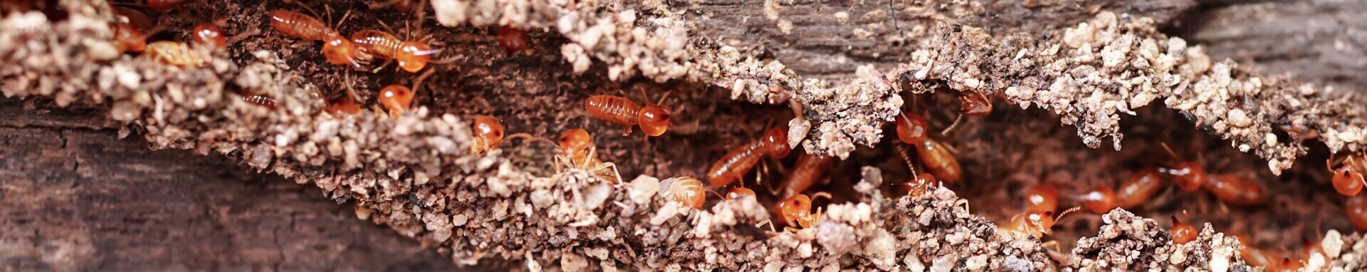 Pest Control Service in Ahmedabad