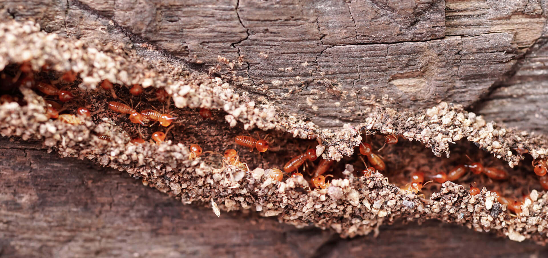 Termite Treatment in Ahmedabad
