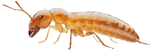 Mosquito Control Gandhinagar