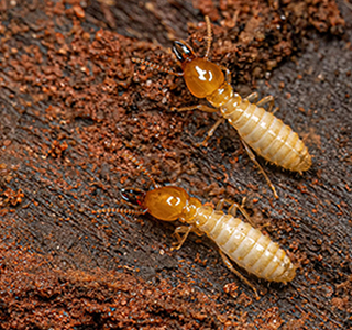 Pest Control Ahmedabad