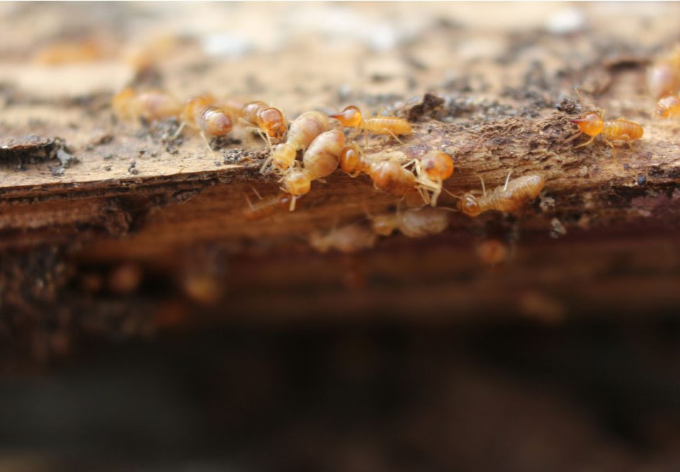 Simple Termite Treatment